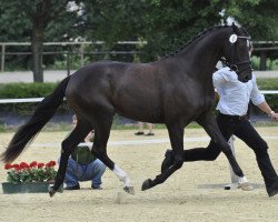 broodmare Dörty Dancing (Hanoverian, 2008, from Dancier)