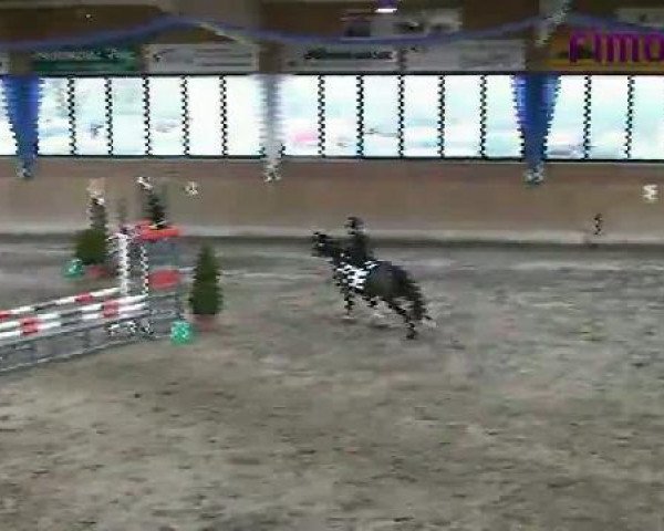 jumper Calimero (German Riding Pony, 1995, from Confetti)