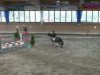 jumper Calimero (German Riding Pony, 1995, from Confetti)