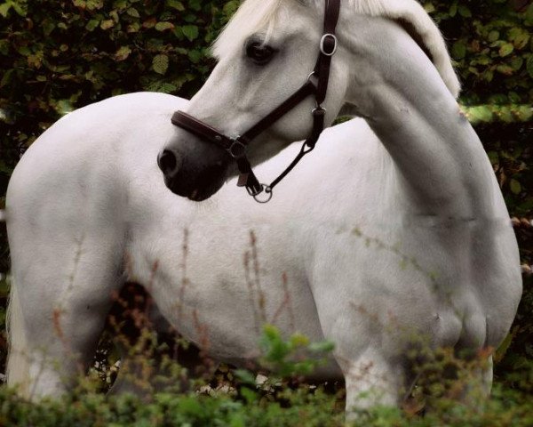 horse Robin (Connemara Pony, 1995, from Frederiksminde Hazy Match)