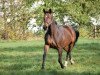 broodmare Esprina (Westphalian, 1996, from Ehrentusch)