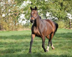 broodmare Esprina (Westphalian, 1996, from Ehrentusch)