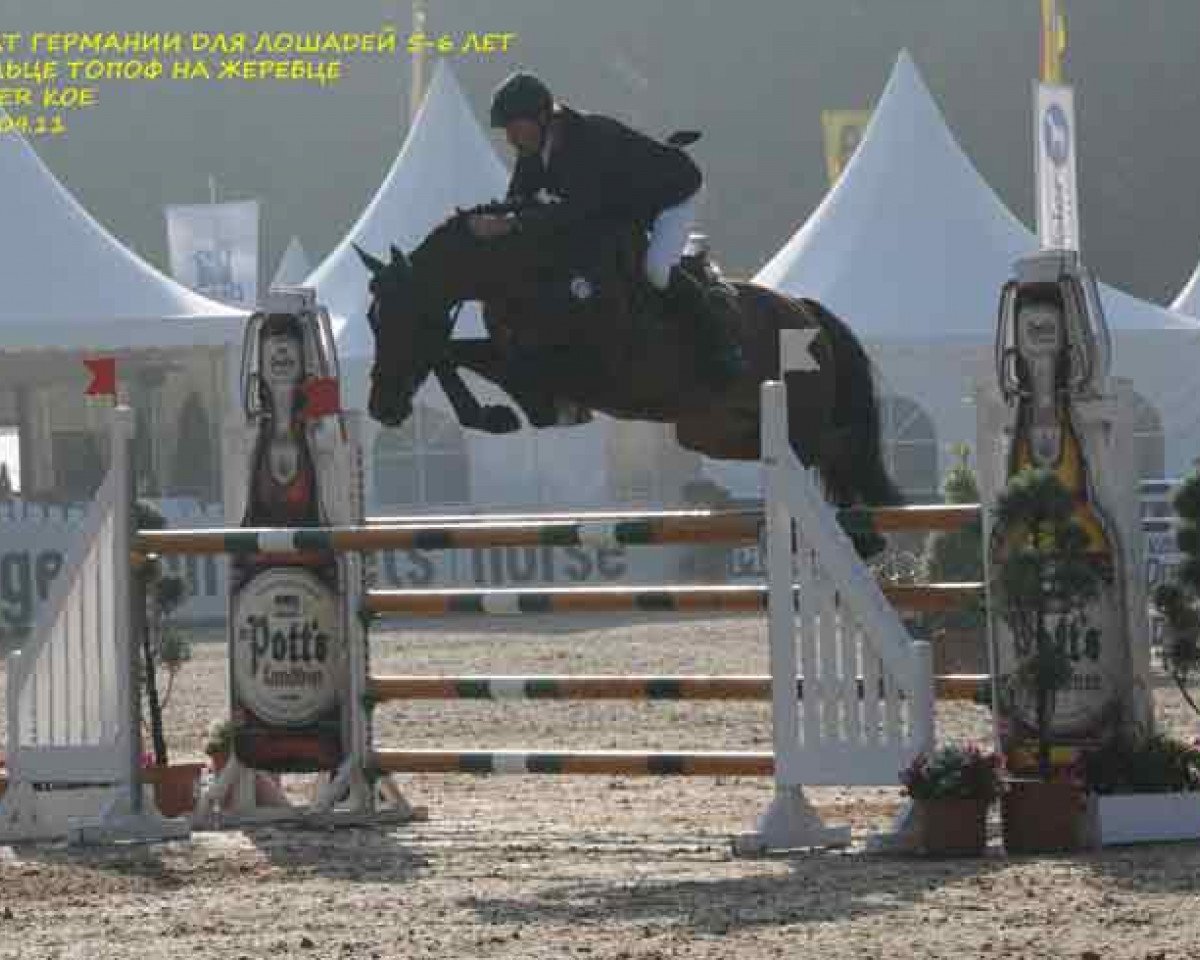 jumper Star Fighter KOE (Hanoverian, 2006, from Stalypso)