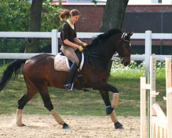 dressage horse Dulcio 2 (Hanoverian, 1996, from Davignon I)