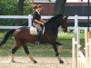 dressage horse Dulcio 2 (Hanoverian, 1996, from Davignon I)