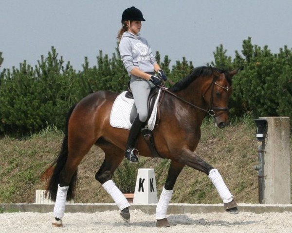 Pferd Rigani (Rheinländer, 2005, von Rockwell)