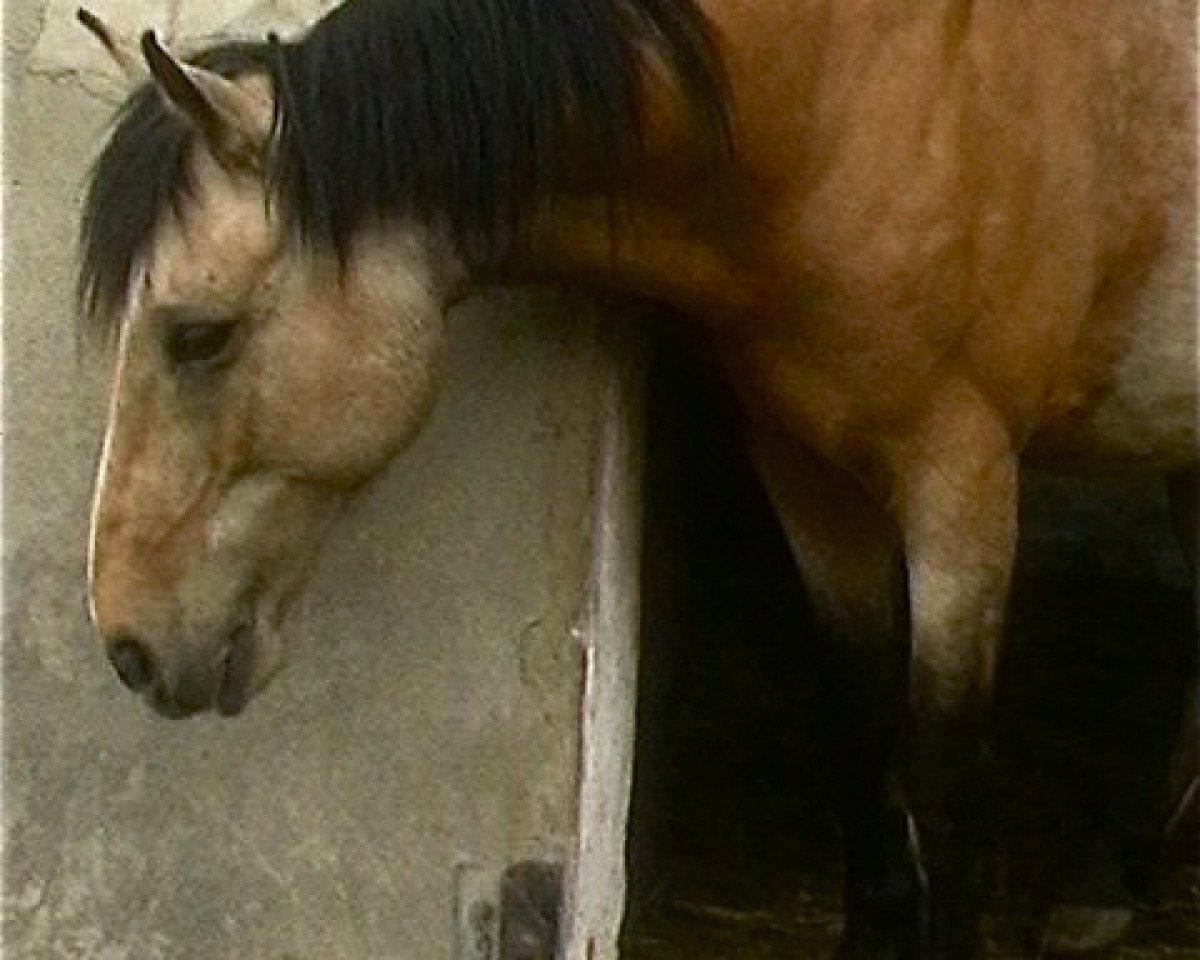 dressage horse Pedro (Criollo, 2006)