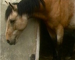 dressage horse Pedro (Criollo, 2006)