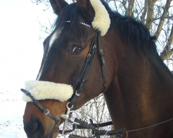 Pferd Amadeus760 (Westfale, 2002, von Asilo xx)