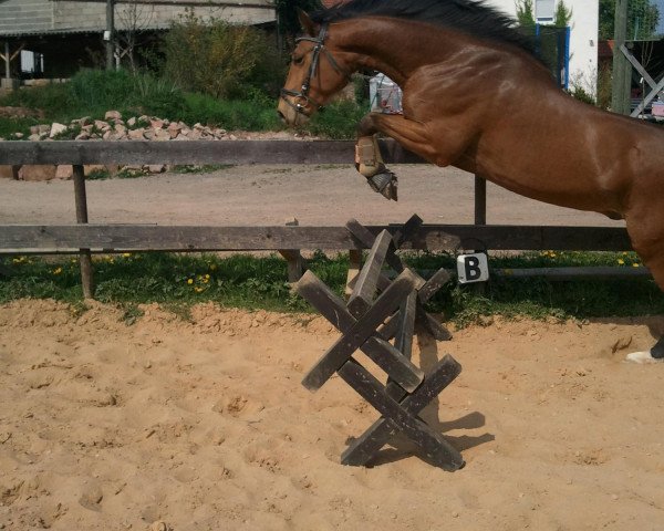 Pferd Ismael Mogli (Zweibrücker, 2005, von igiel)