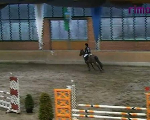 jumper Napoleon Bonaparte 2 (German Riding Pony, 2001, from Nantano)