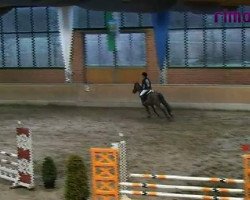 jumper Napoleon Bonaparte 2 (German Riding Pony, 2001, from Nantano)