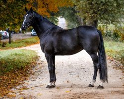 dressage horse Devotion 13 (Oldenburg, 2015, from Danciano)