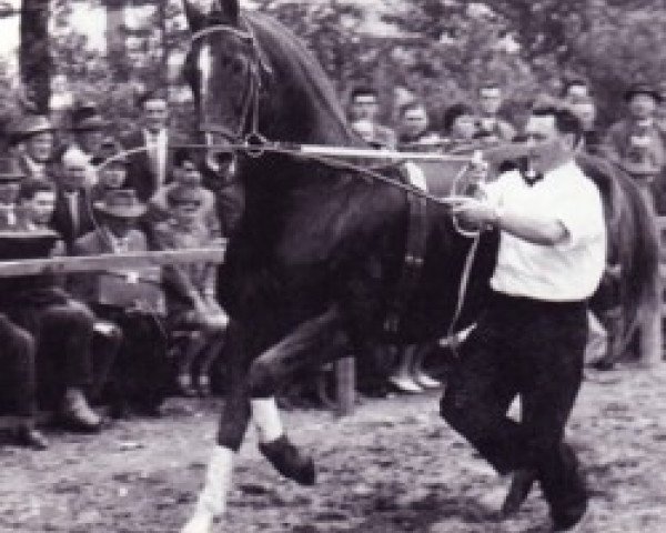 Pferd Woehler (Hannoveraner, 1950, von Fluegeladjutant)