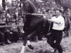 horse Woehler (Hanoverian, 1950, from Fluegeladjutant)