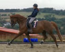 dressage horse Qualando 4 (German Sport Horse, 2013, from Quaterback)