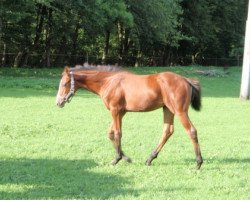 dressage horse Shakira 437 (Westphalian, 2010, from Sir Donnerhall I)