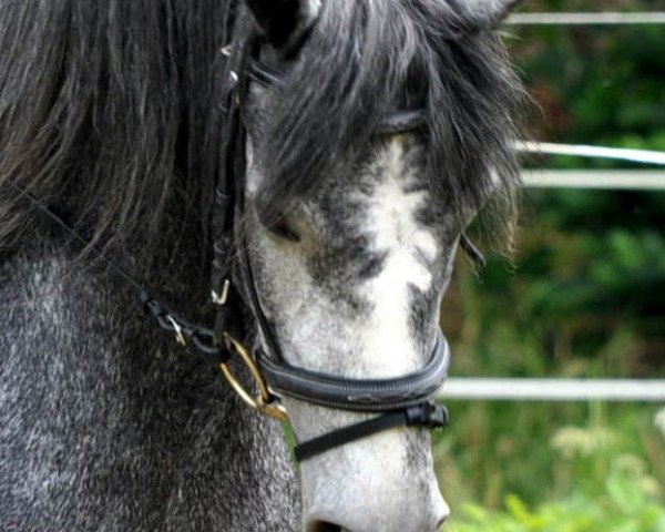 Zuchtstute Marvellous Meggy (Connemara-Pony, 2007, von Groken Gun)