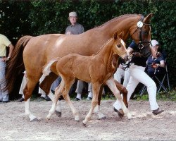 Dressurpferd Frederico (Westfale, 2010, von Flores Dream)