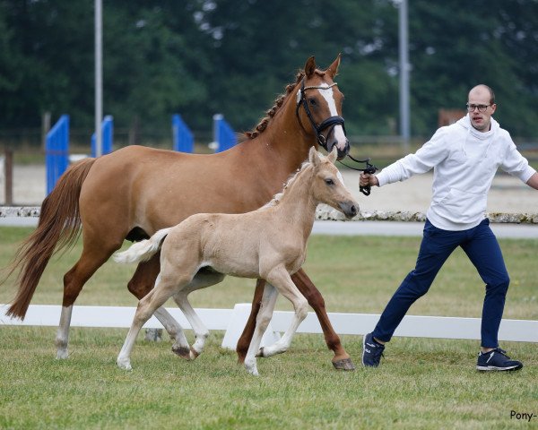 dressage horse Graciano'S (German Riding Pony, 2022, from Golden Grey NRW)