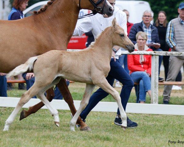 Dressurpferd Graciano'S (Deutsches Reitpony, 2022, von Golden Grey NRW)