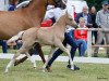 dressage horse Graciano'S (German Riding Pony, 2022, from Golden Grey NRW)