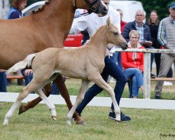 dressage horse Graciano'S (German Riding Pony, 2022, from Golden Grey NRW)