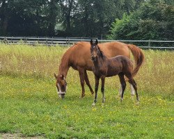 dressage horse Grey Malou'S (German Riding Pony, 2021, from Golden Grey NRW)