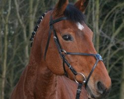 Zuchtstute Leony (Westfale, 1991, von Lutz)