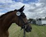 dressage horse Sazuela (Westphalian, 2018, from Sir Heinrich OLD)