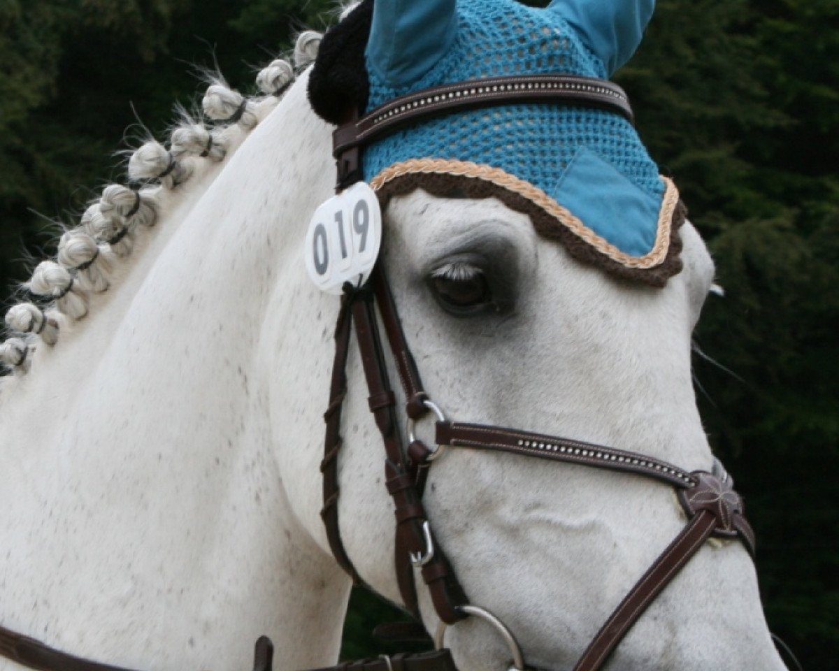horse Coco Jambo (Holsteiner, 1994, from Carthago)