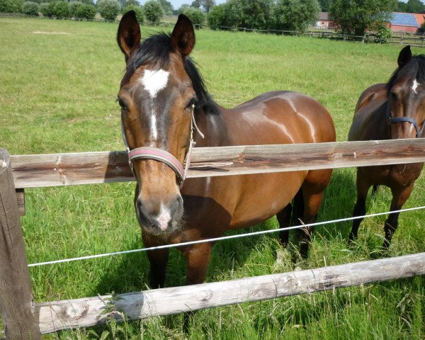 Pferd Pourquoi 10 (Westfale, 1995, von Pluspunkt)