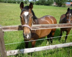 horse Pourquoi 10 (Westphalian, 1995, from Pluspunkt)