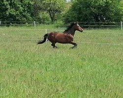 Pferd Amber van de Mast (Hackney (Pferd/Pony), 2002, von Sunbeam Vulcan)