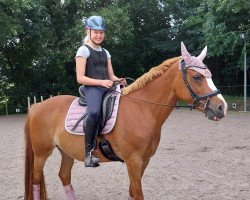 broodmare Candy 797 (German Riding Pony, 2010, from Top Champy)