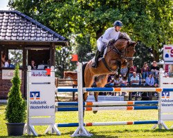 jumper Snow Dance (German Sport Horse, 2013, from Salz der Erde)