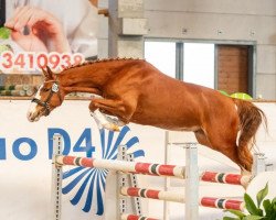 dressage horse Venustas Malibu (German Riding Pony, 2018, from The Braes My Mobility)