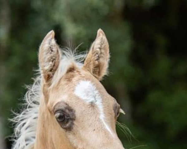 dressage horse Venustas Double Hit (German Riding Pony, 2022, from Double Delight)