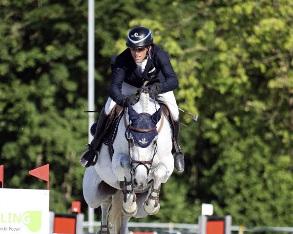 jumper Quintana (Hanoverian, 2009)