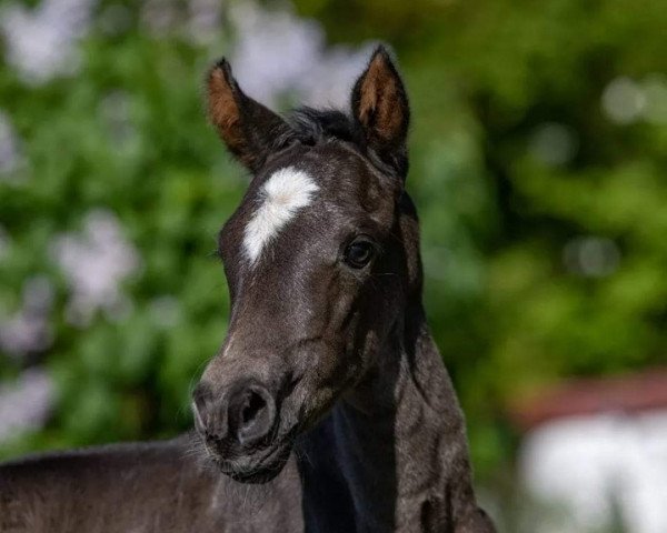 dressage horse Venustas Dyani (German Riding Pony, 2022, from Cayuga San WE)