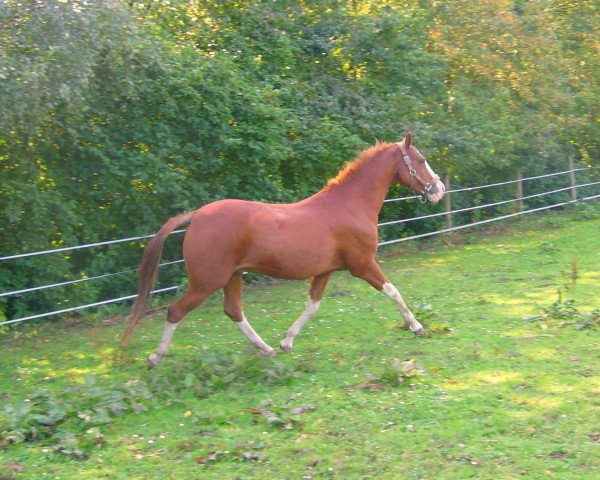 dressage horse Babe (unknown, 1995)