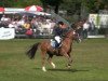 stallion Speyksbosch Nando (Nederlands Welsh Ridepony, 1990, from Valentino)
