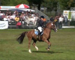 Deckhengst Speyksbosch Nando (Nederlands Welsh Ridepony, 1990, von Valentino)