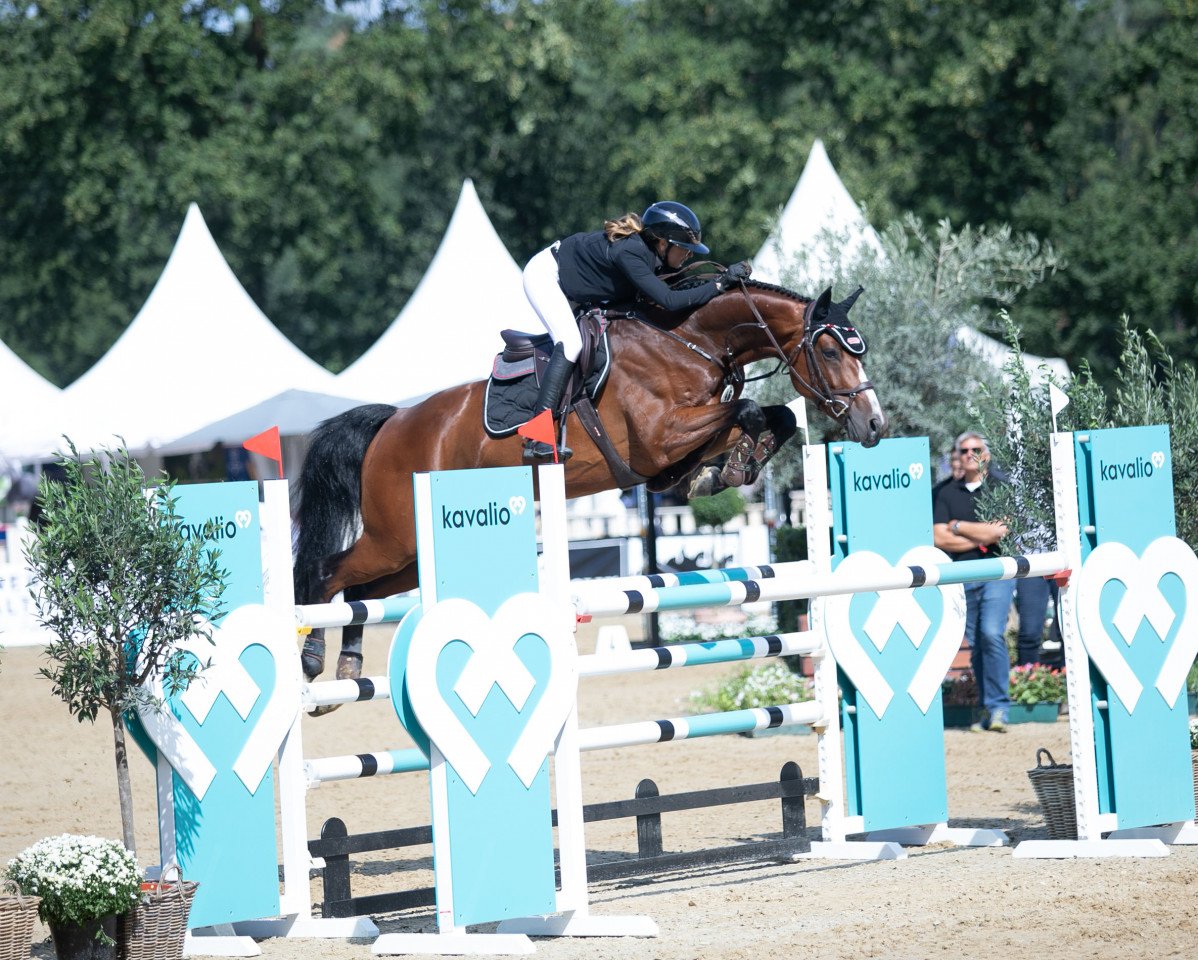 jumper Baltimore 78 (Holsteiner, 2016, from Balou du Rouet) jumper Baltimore 78 (Holsteiner, 2016, from Balou du Rouet)