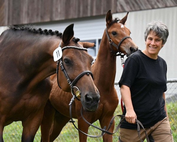 jumper Bacary VBB CH (Swiss Warmblood, 2022, from Balou Star)