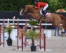 jumper S.m. Osca CH (Swiss Warmblood, 2009, from Ogano Sitte)