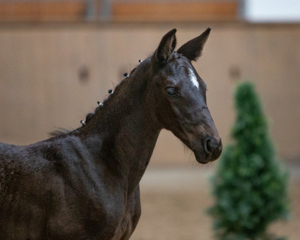 eventing horse Emile Elbzauber (Trakehner, 2022, from Finanzierungsstalls Sturmpfeil)