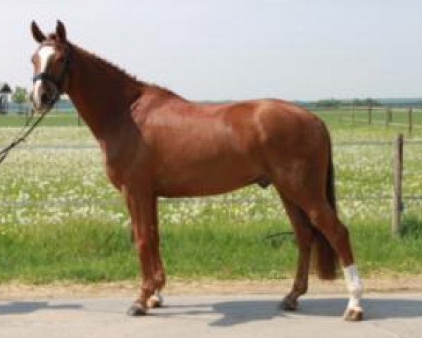 horse Filux 2 (Hanoverian, 2006, from Florencio I)
