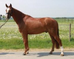 dressage horse Filux 2 (Hannoveraner, 2006, from Florencio I)