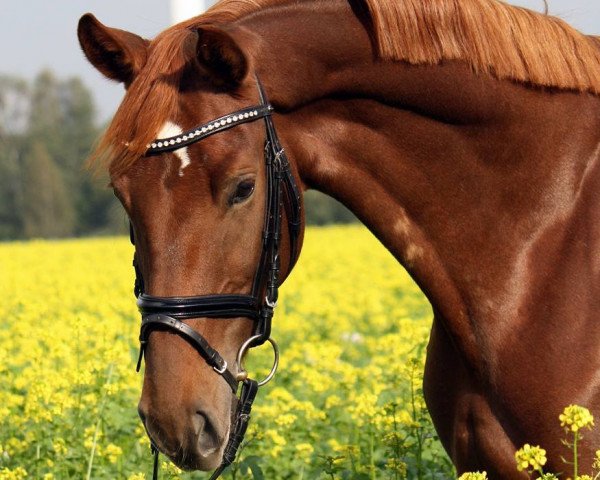 broodmare Bell Belissima (German Sport Horse, 2010, from Belissimo NRW)